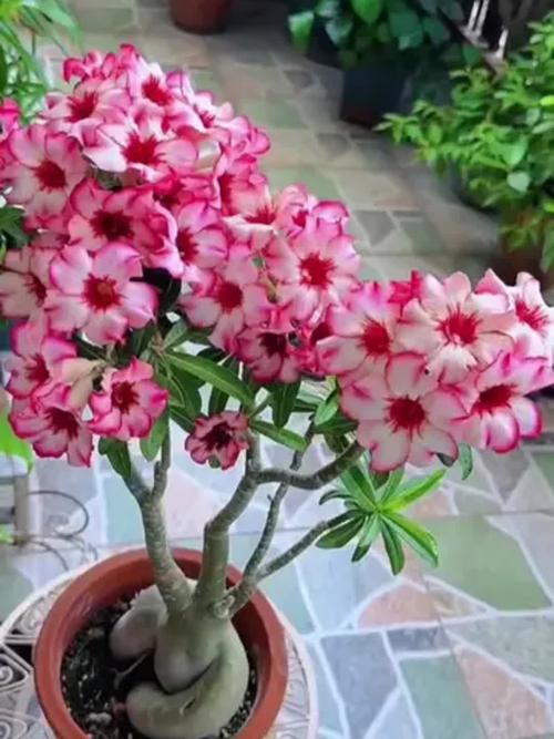 沙漠玫瑰有哪些品种?图片展示全吗?-图3 沙漠玫瑰有哪些品种?图片展示全吗?-图3