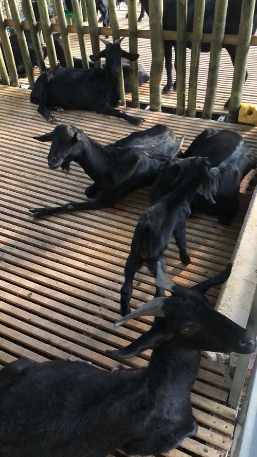 羊什么品种利润最高？-图2