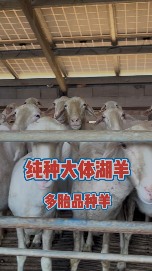 羊什么品种利润最高？-图1