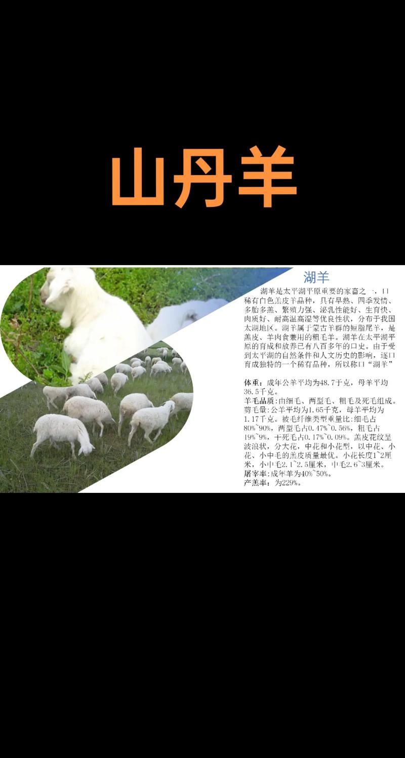 羊什么品种利润最高？-图3