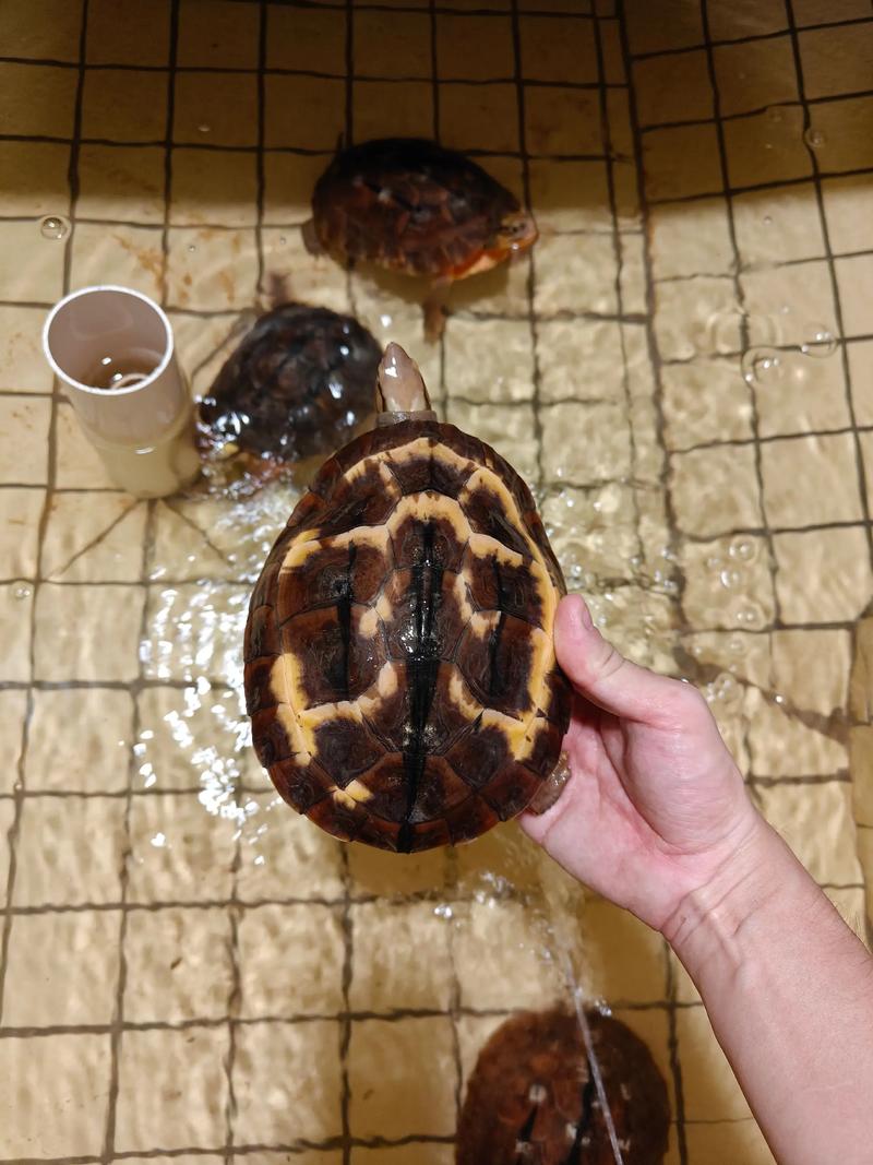 2025金钱龟最新价格多少钱一只？-图2