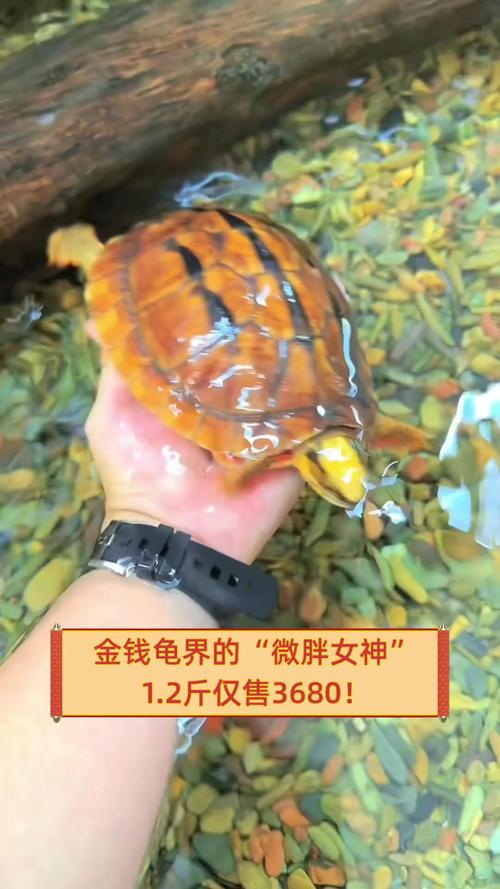 2025金钱龟最新价格多少钱一只？-图3