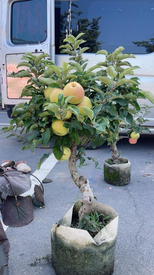 浙江适合种什么果树？-图1