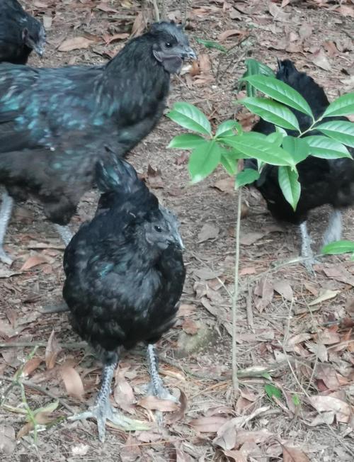 2025乌骨鸡养殖技术有何新突破?-图1 2025乌骨鸡养殖技术有何新突破?-图1