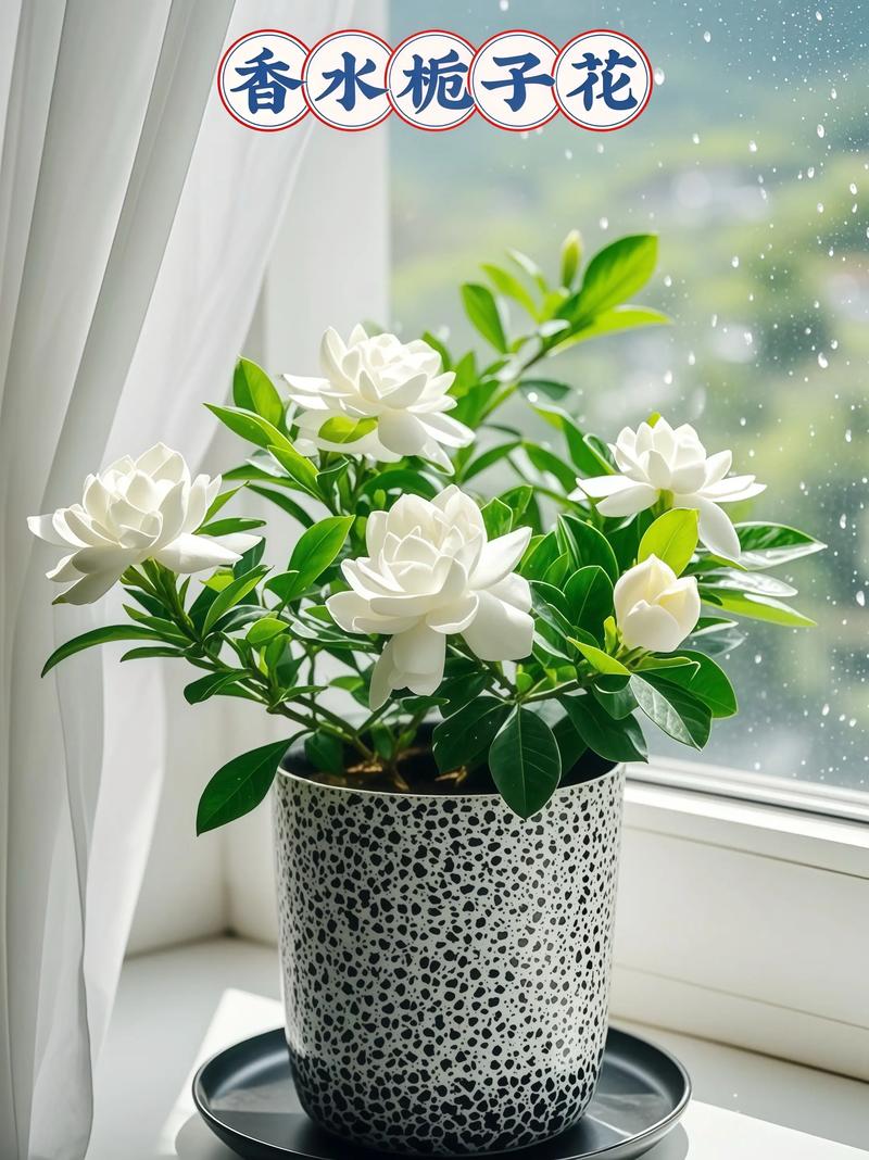 家中盆栽栀子花选什么品种好？-图2