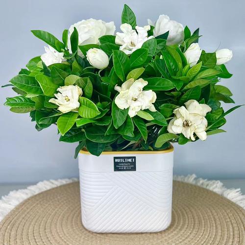 家中盆栽栀子花选什么品种好?-图3 家中盆栽栀子花选什么品种好?-图3