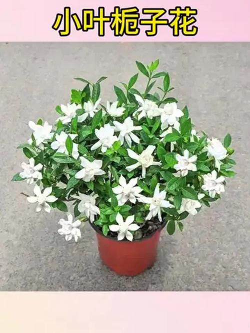 家中盆栽栀子花选什么品种好?-图1 家中盆栽栀子花选什么品种好?-图1