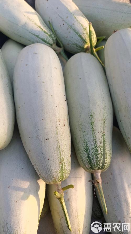 羊角蜜哪些品种最畅销?-图3 羊角蜜哪些品种最畅销?-图3