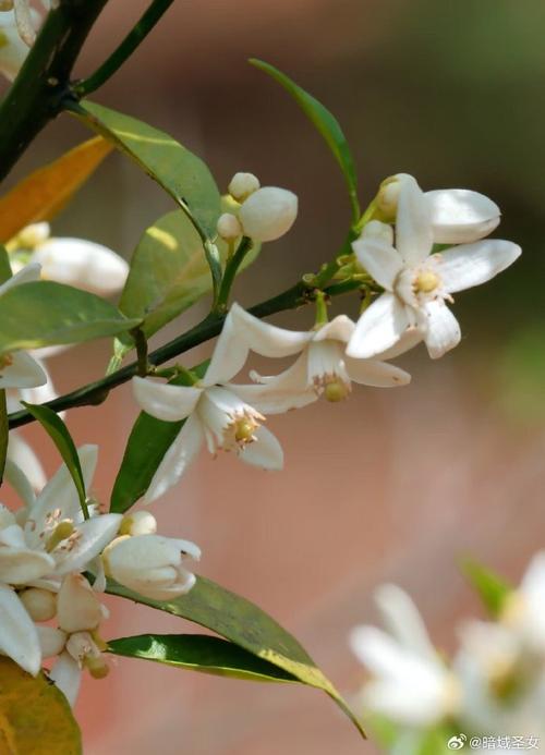 花叶子橙子树是哪个柑橘品种？-图2