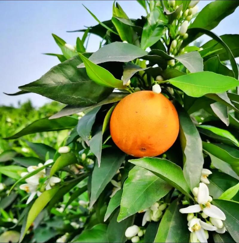 花叶子橙子树是哪个柑橘品种？-图1