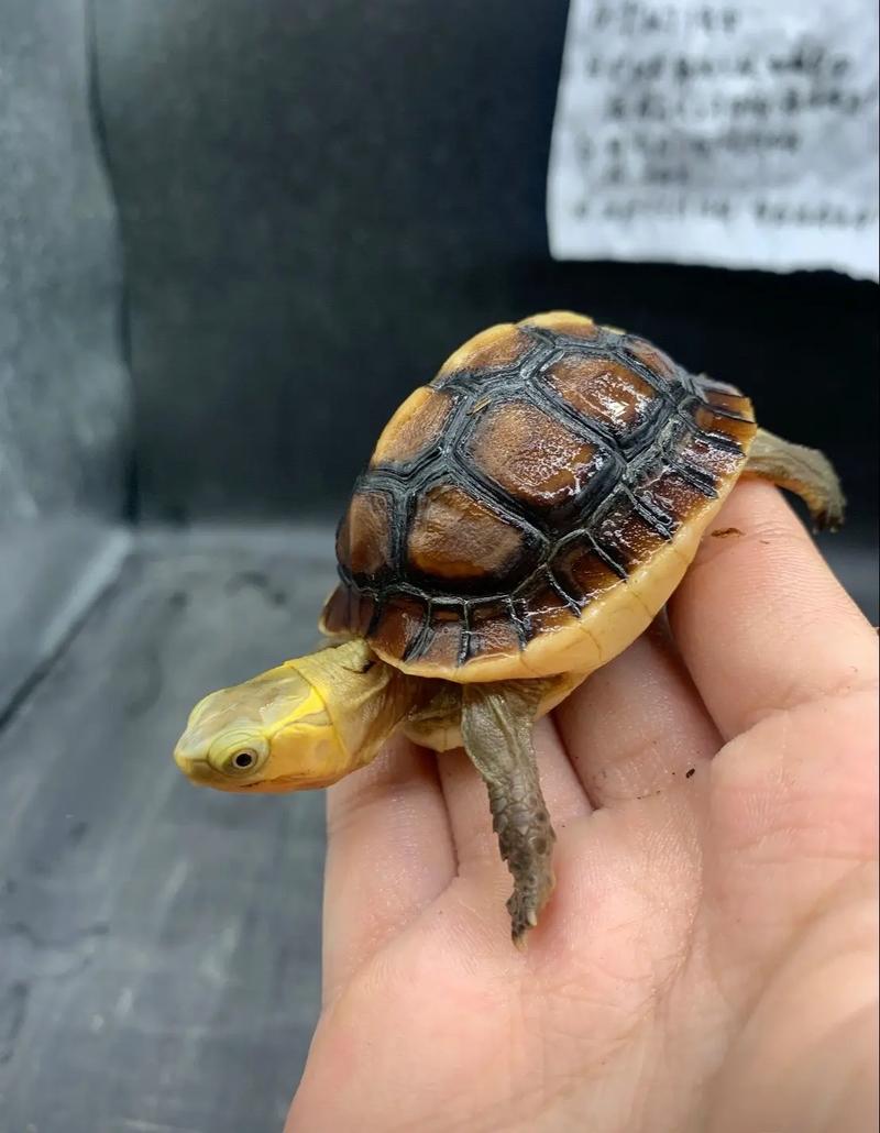 2025年野生黄缘价格会涨还是跌?-图1 2025年野生黄缘价格会涨还是跌?-图1