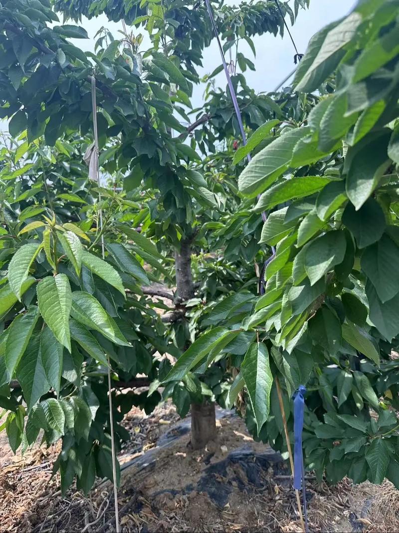 郴州美早樱桃苗品种怎么排?-图1 郴州美早樱桃苗品种怎么排?-图1