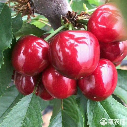 郴州美早樱桃苗品种怎么排?-图3 郴州美早樱桃苗品种怎么排?-图3