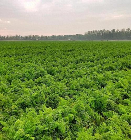 胡萝卜种植技术要点有哪些?-图3 胡萝卜种植技术要点有哪些?-图3