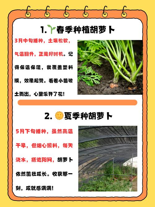 胡萝卜种植技术要点有哪些?-图2 胡萝卜种植技术要点有哪些?-图2