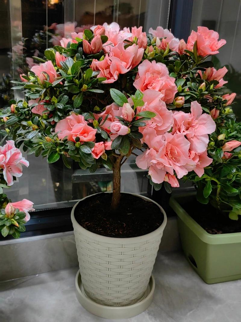 家庭养杜鹃哪个品种最好养?-图2 家庭养杜鹃哪个品种最好养?-图2