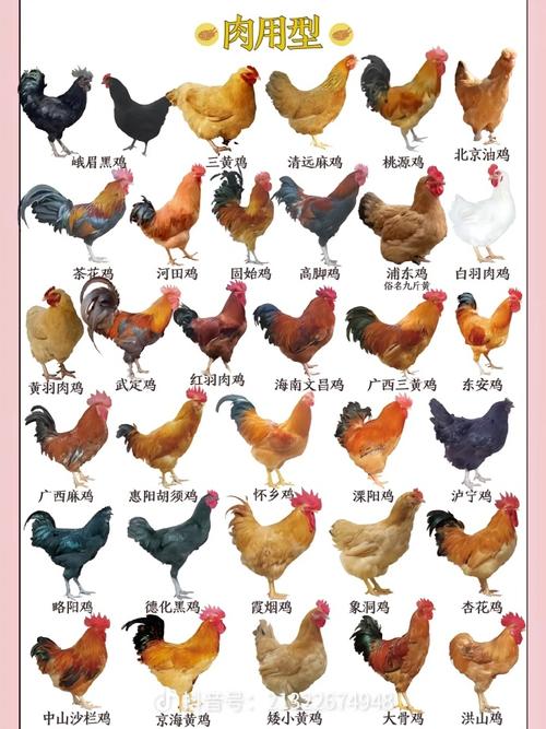中国标准品种鸡有哪些？-图2