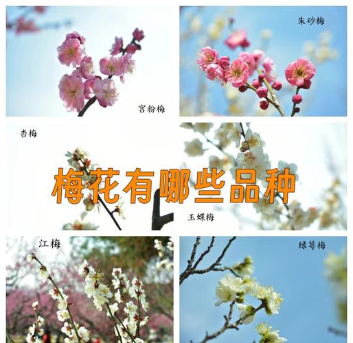 新手养梅花,哪个品种最好养?-图2 新手养梅花,哪个品种最好养?-图2