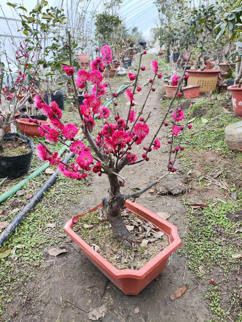 新手养梅花,哪个品种最好养?-图3 新手养梅花,哪个品种最好养?-图3