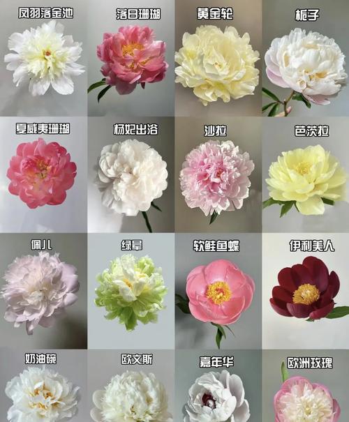 芍药花常见品种有哪些?-图1 芍药花常见品种有哪些?-图1