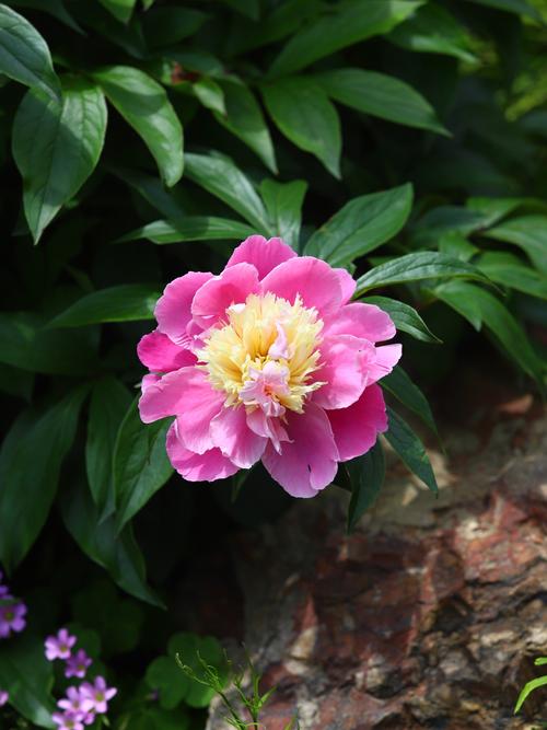 芍药花常见品种有哪些?-图2 芍药花常见品种有哪些?-图2