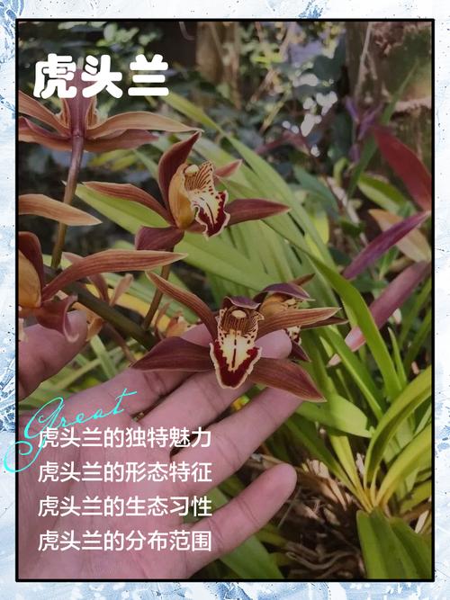 真正的虎头兰品种有哪些?-图1 真正的虎头兰品种有哪些?-图1