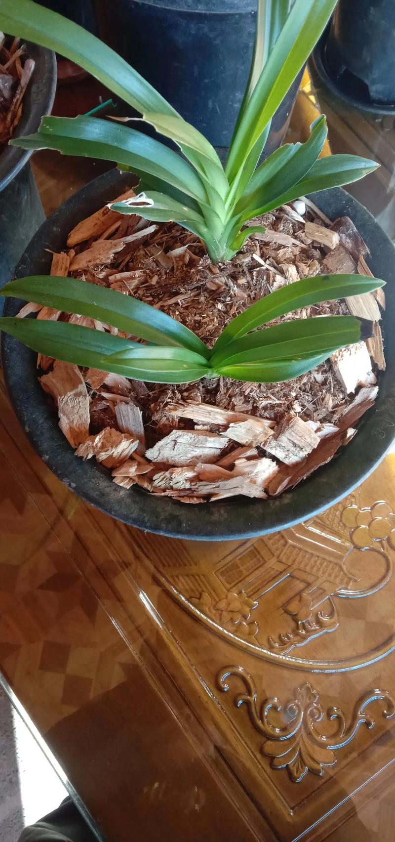 真正的虎头兰品种有哪些?-图2 真正的虎头兰品种有哪些?-图2