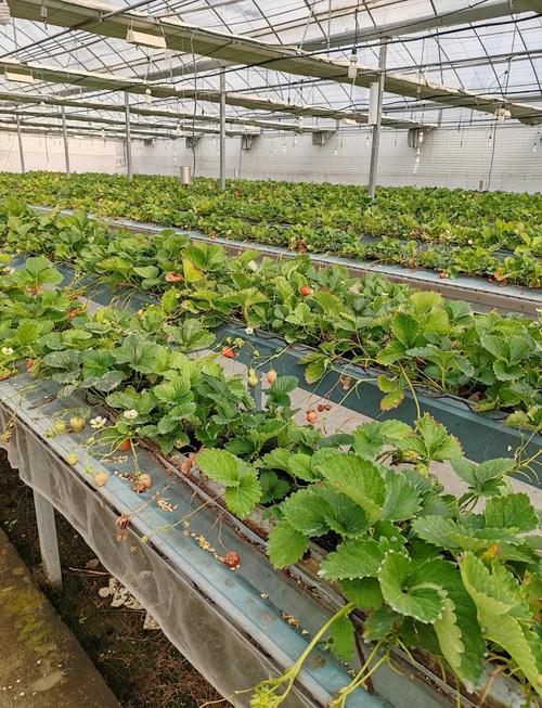 CCTV7草莓种植技术有哪些要点?-图2 CCTV7草莓种植技术有哪些要点?-图2