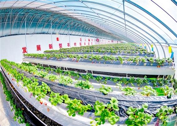 CCTV7草莓种植技术有哪些要点?-图1 CCTV7草莓种植技术有哪些要点?-图1