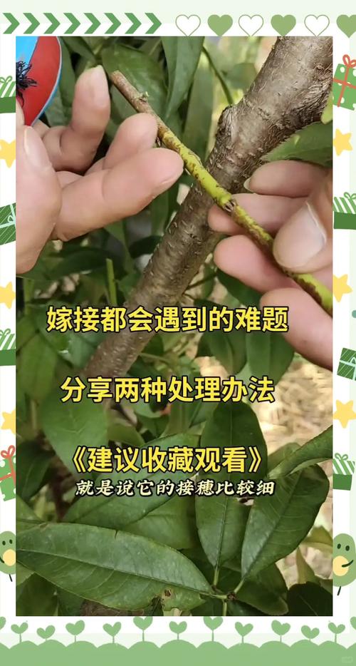 不同品种树木嫁接可行吗?-图2 不同品种树木嫁接可行吗?-图2