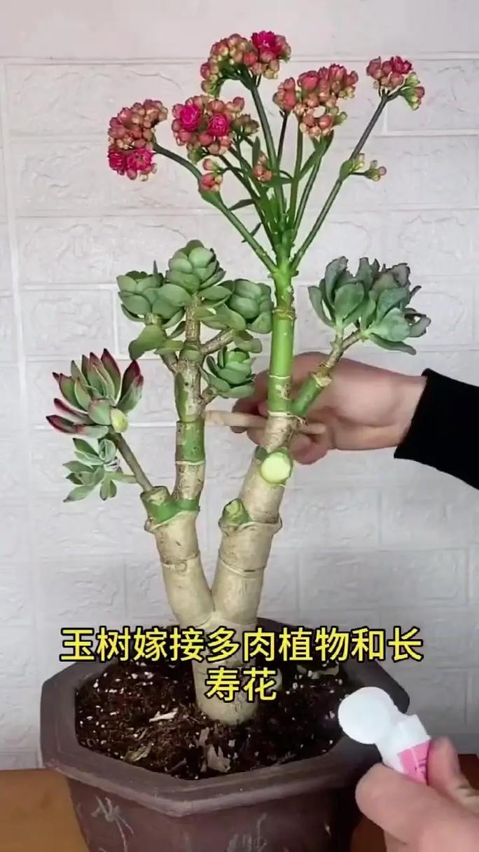 不同品种树木嫁接可行吗？-图3
