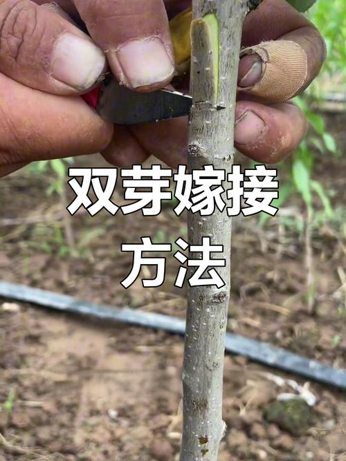 不同品种树木嫁接可行吗?-图1 不同品种树木嫁接可行吗?-图1