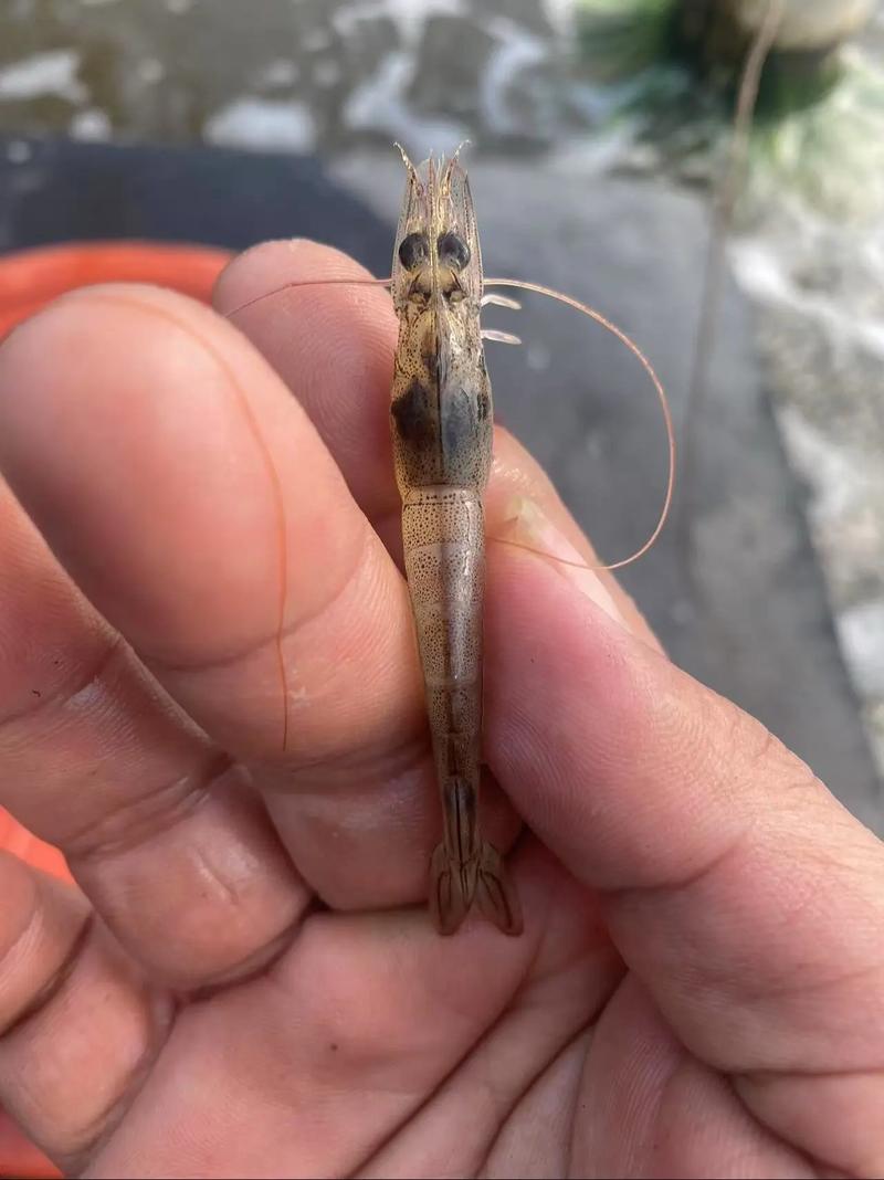 北方南美白对虾养殖技术关键点有哪些?-图2 北方南美白对虾养殖技术关键点有哪些?-图2