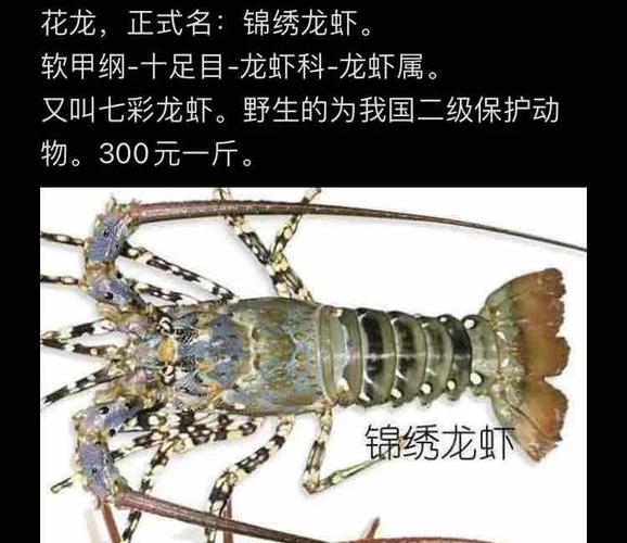 中国沿海龙虾品种有哪些?-图1 中国沿海龙虾品种有哪些?-图1
