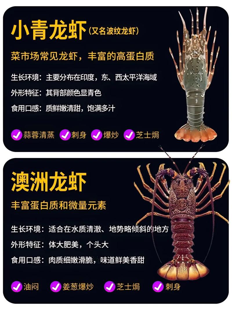 中国沿海龙虾品种有哪些?-图2 中国沿海龙虾品种有哪些?-图2