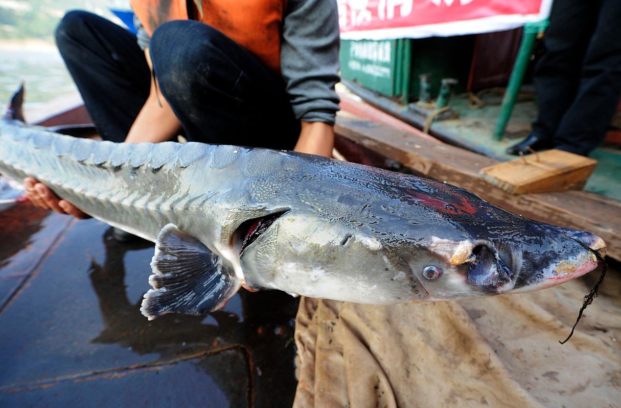 什么品种的鲟鱼是最好的-图3 什么品种的鲟鱼是最好的-图3