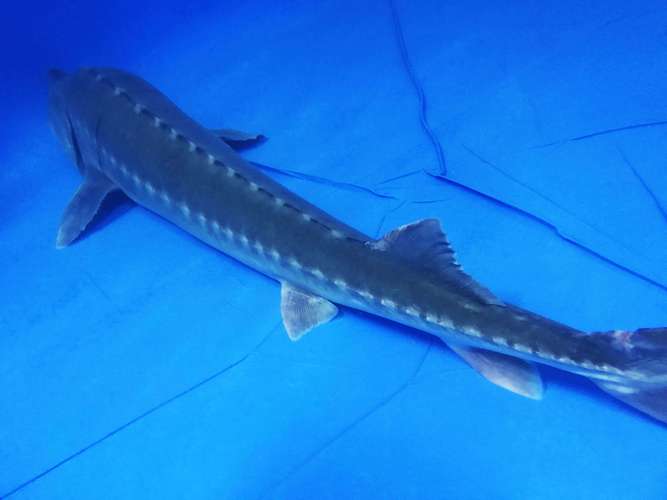 什么品种的鲟鱼是最好的-图2 什么品种的鲟鱼是最好的-图2