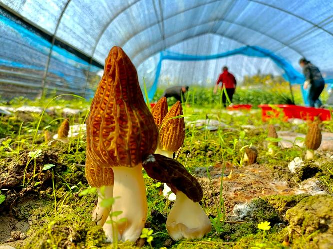 羊肚菌大田化种植新技术有哪些突破?-图1 羊肚菌大田化种植新技术有哪些突破?-图1