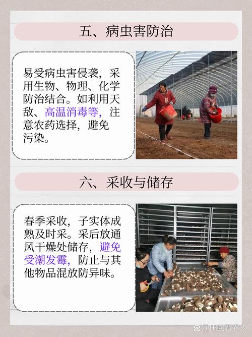 羊肚菌大田化种植新技术有哪些突破?-图2 羊肚菌大田化种植新技术有哪些突破?-图2