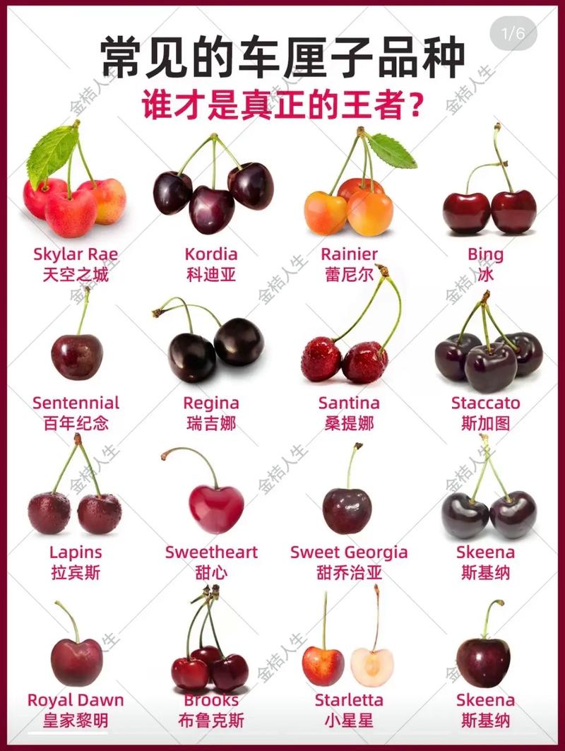 大樱桃品种介绍 附大图-图3