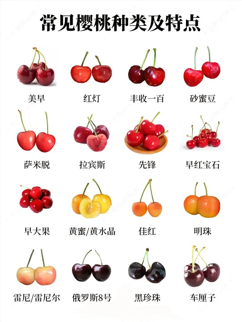 大樱桃品种介绍 附大图-图1 大樱桃品种介绍 附大图-图1
