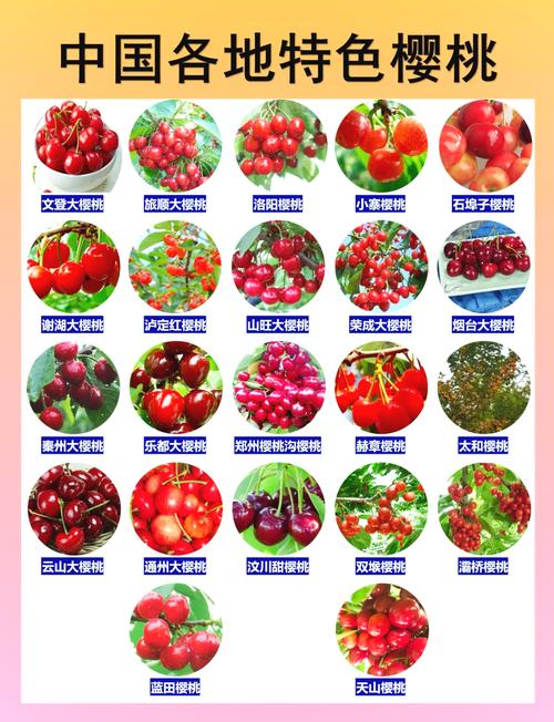 大樱桃品种介绍 附大图-图2 大樱桃品种介绍 附大图-图2