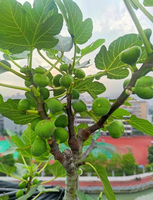 无花果哪个品种好？种植选种看啥？-图2