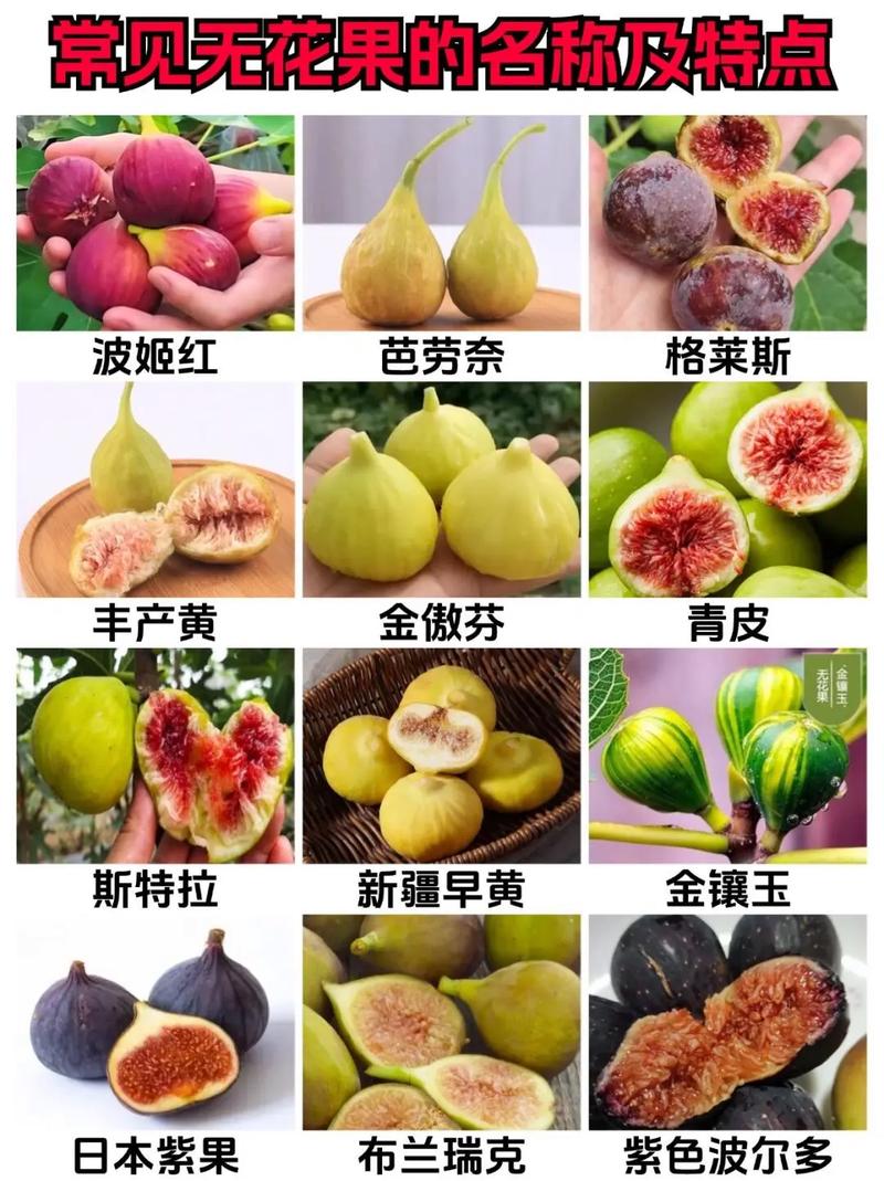 无花果哪个品种好?种植选种看啥?-图1 无花果哪个品种好?种植选种看啥?-图1