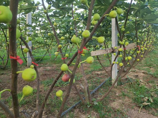 无花果哪个品种好？种植选种看啥？-图3