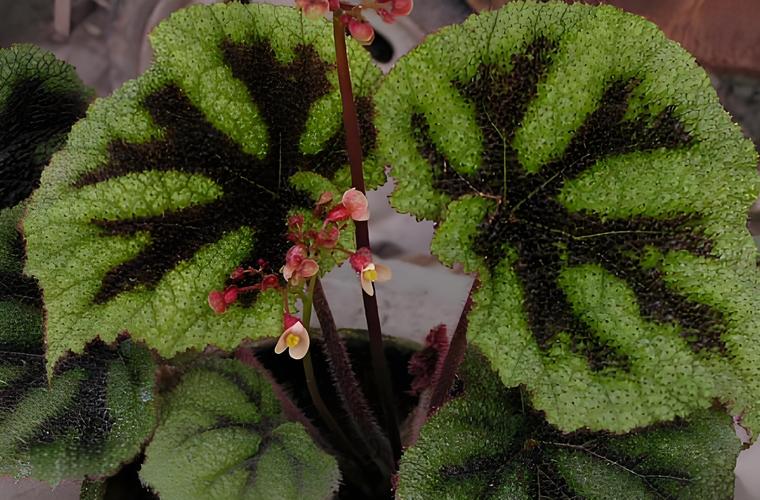 彩叶秋海棠品种图片大全有哪些珍稀品种？-图2