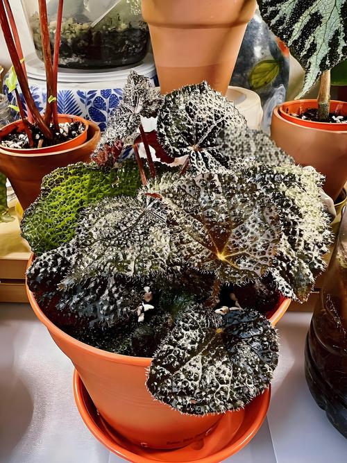 彩叶秋海棠品种图片大全有哪些珍稀品种？-图1