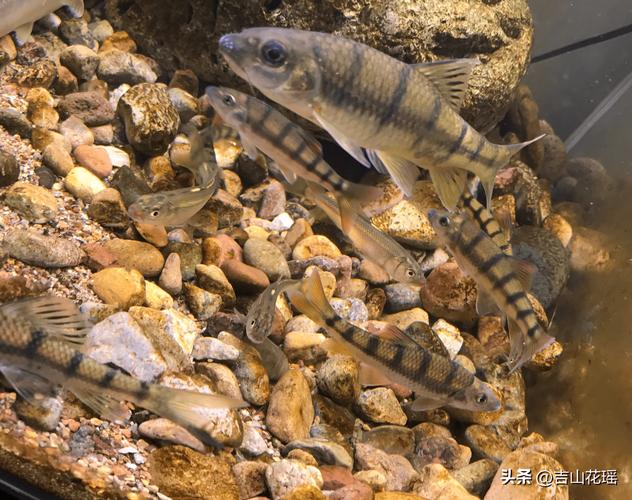 光唇鱼池塘养殖技术规范如何科学应用?-图2 光唇鱼池塘养殖技术规范如何科学应用?-图2