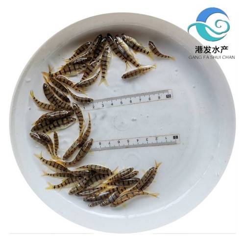 光唇鱼池塘养殖技术规范如何科学应用?-图3 光唇鱼池塘养殖技术规范如何科学应用?-图3