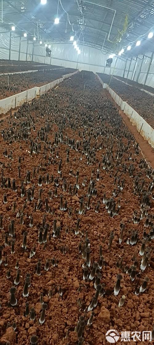 黑皮鸡枞菌大棚栽培技术要点有哪些?-图1 黑皮鸡枞菌大棚栽培技术要点有哪些?-图1